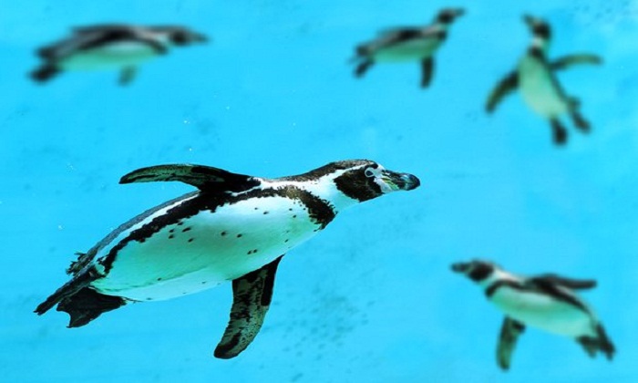 Seven penguins  drown in latest deadly incident at Calgary zoo